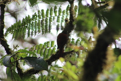 Margarornis squamiger