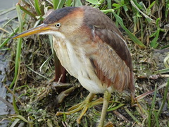 Ixobrychus exilis