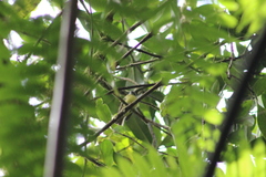 Phyllomyias nigrocapillus