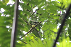 Phyllomyias nigrocapillus