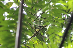 Phyllomyias nigrocapillus