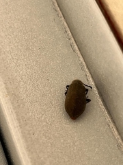 Lagria villosa