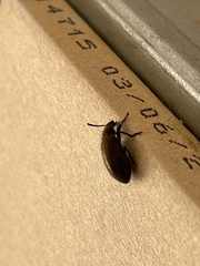Lagria villosa