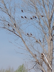 Caracara plancus