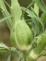 Neolasioptera erigeroni