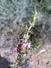 Frankenia repens