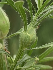 Neolasioptera erigeroni