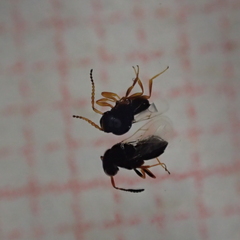 Trissolcus