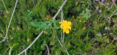 Hypericum maculatum maculatum