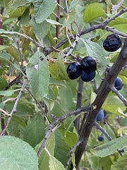 Prunus spinosa dasyphylla