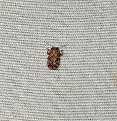 Pachybrachis turbidus