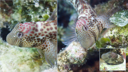 Caneva's blenny (Microlipophrys canevae) — Blenniidae — 3