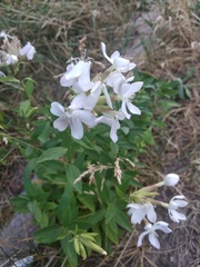 Saponaria officinalis
