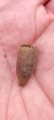 Sceliphron curvatum