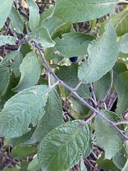 Prunus spinosa dasyphylla