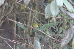 Myiophobus flavicans