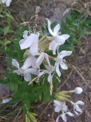 Saponaria officinalis