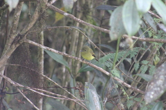 Myiophobus flavicans