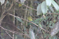 Myiophobus flavicans