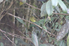 Myiophobus flavicans