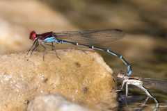 Argia cuprea