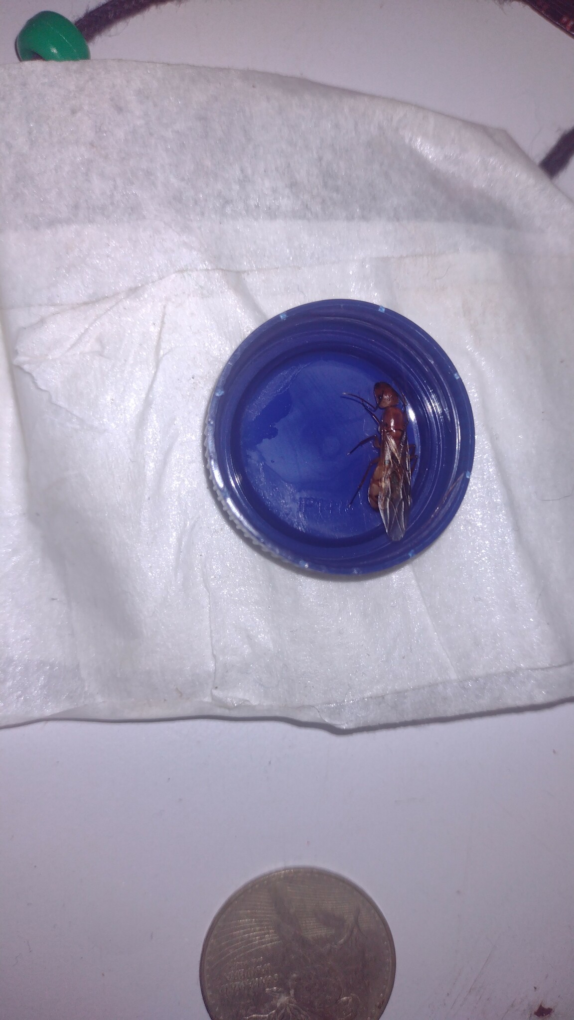 Camponotus substitutus clarus