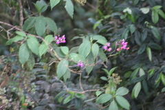 Epidendrum arachnoglossum