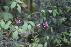 Epidendrum arachnoglossum