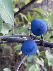Prunus spinosa dasyphylla