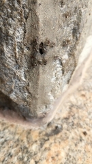Tetragonula