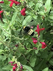 Bombus pensylvanicus