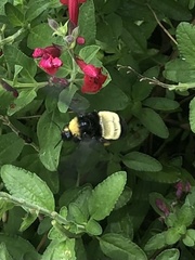 Bombus pensylvanicus