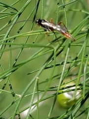 Mesostenus thoracicus