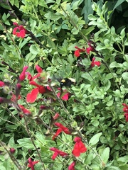 Bombus pensylvanicus