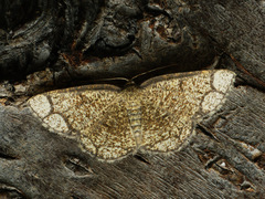 Stegania cararia