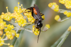 Pompilidae