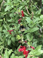 Bombus pensylvanicus