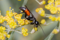 Pompilidae