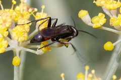 Pompilidae