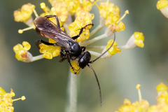 Pompilidae
