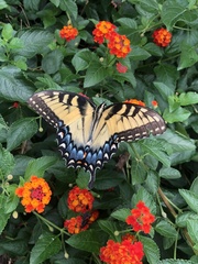 Papilio glaucus