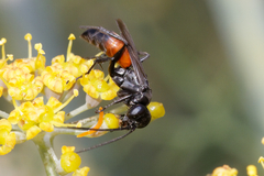 Pompilidae