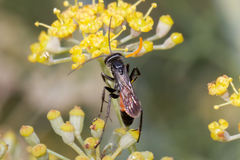 Pompilidae