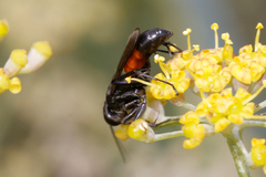 Pompilidae