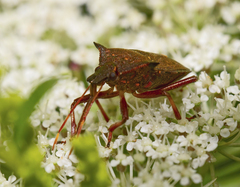 Picromerus bidens