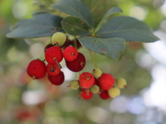 Cinchonoideae
