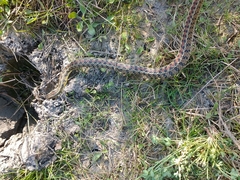 Lygophis anomalus