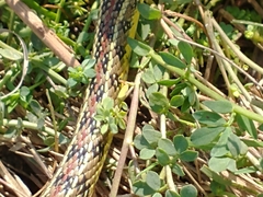 Lygophis anomalus