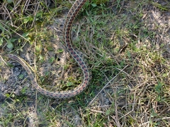 Lygophis anomalus