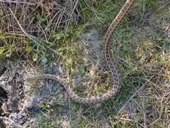 Lygophis anomalus